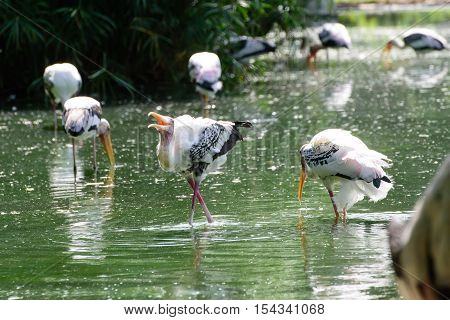 Lesser Adjutant Stork In Its Habitat