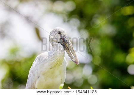 The Asian openbill or Asian openbill stork is a large wading bird in the stork family. This distinctive stork is found mainly in the Indian subcontinent. It is greyish or white with glossy black wings