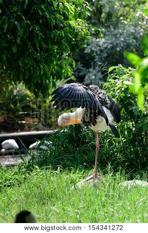 Lesser Adjutant Stork In Its Habitat