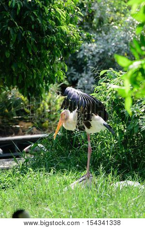 Lesser Adjutant Stork In Its Habitat