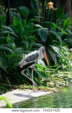 Lesser Adjutant Stork In Its Habitat