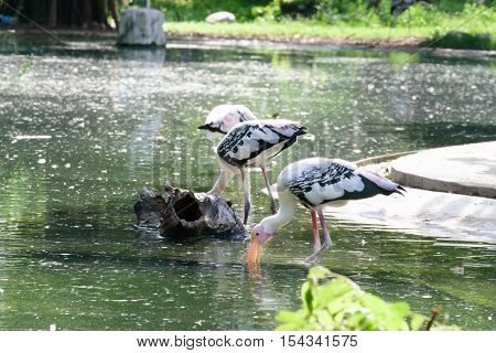 Lesser Adjutant Stork In Its Habitat