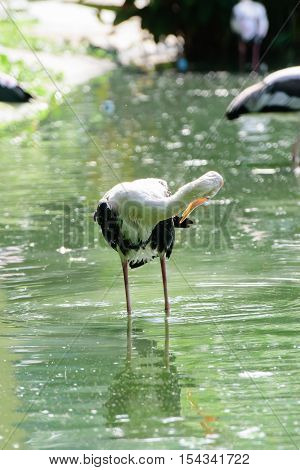 Lesser Adjutant Stork In Its Habitat