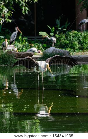 Lesser Adjutant Stork In Its Habitat