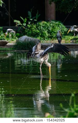 Lesser Adjutant Stork In Its Habitat