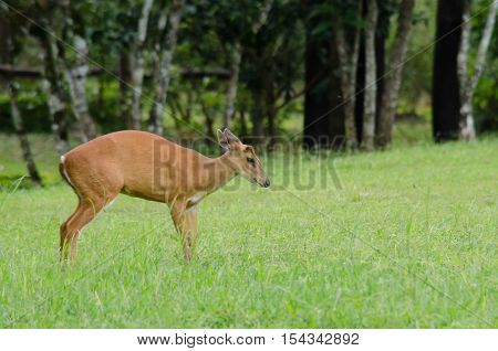 The red Muntjac is a species of China Laos Myanmar Thailand and Vietnam.