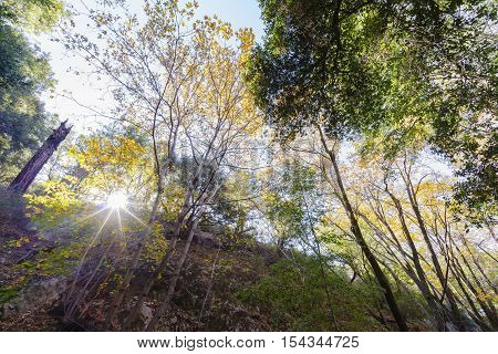 Beautiful Fall Color Of Switzer Falls Trail