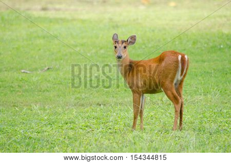 Red Muntjac Live In Grassland ,thailand