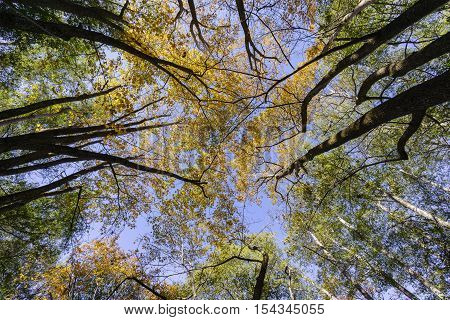Beautiful Fall Color Of Switzer Falls Trail