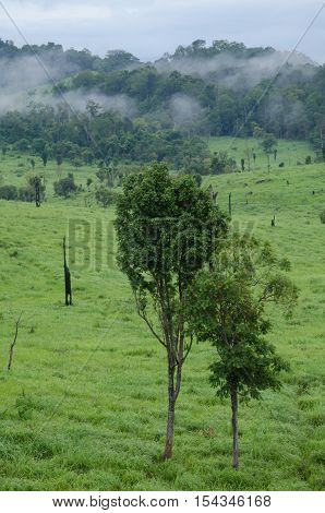 forest and blue sky is background and have plantiful