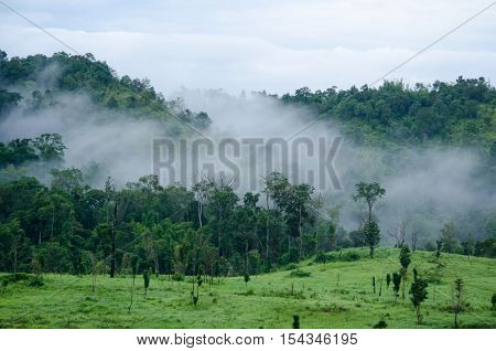 forest and blue sky is background and have plantiful