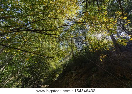Beautiful Fall Color Of Switzer Falls Trail