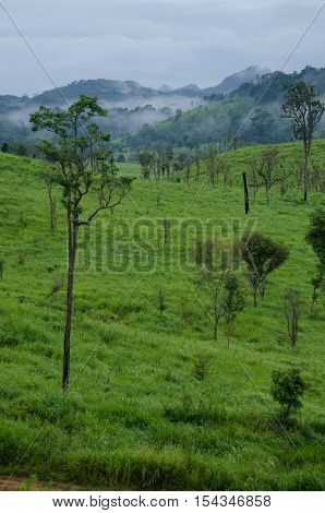forest and blue sky is background and have plantiful