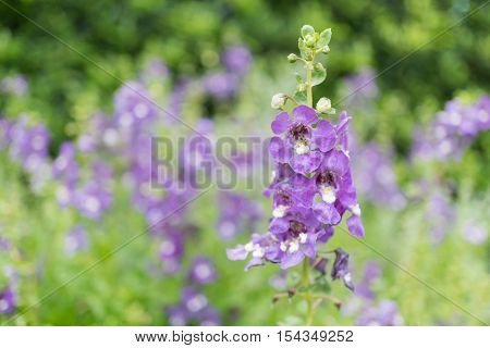 purple angelface pin flowers at the garden