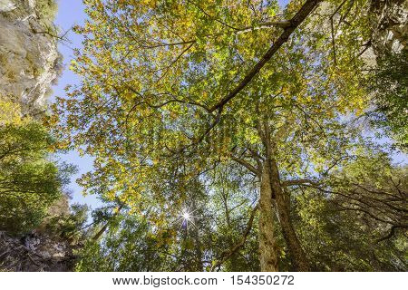 Beautiful Fall Color Of Switzer Falls Trail