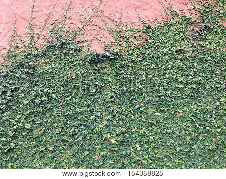 Background of Velcro green plant climbing on red wall, Coatbutton on red wall, Red wall covered with Velcro green texture background