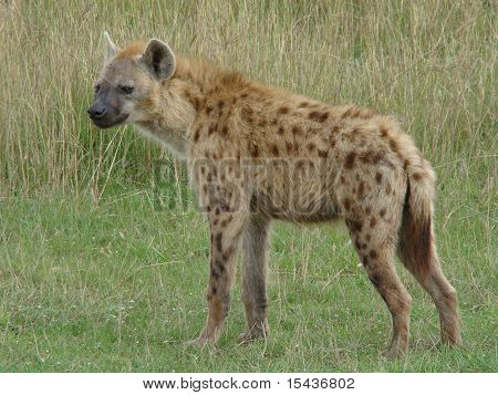 Hyena