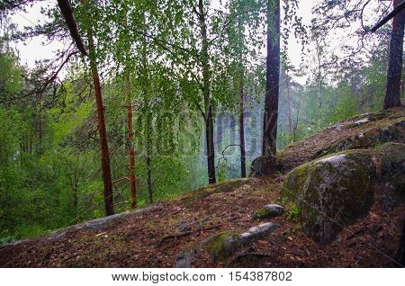a wild pine trees at dawn during sunset in a beautiful alpine forest wild Karelia Russia after the rain. High humidity in the foggy haze a lot of moss and lichen the stones and rocks no people