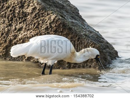 Black-faced Spoonbill