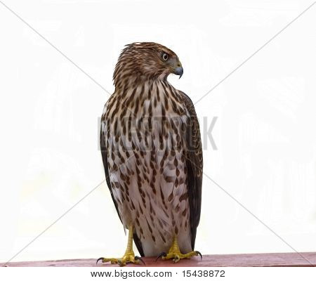 Piros farkú Hawk