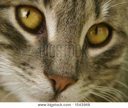 Gatto Close-up