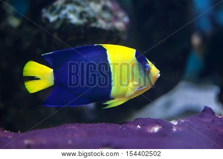 Bicolor angelfish (Centropyge bicolor), also known as the oriole angelfish. Wildlife animal. 
