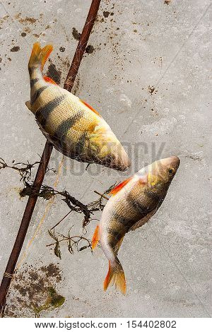 fish caught on a fishing trip on the lake in winter lying on ice