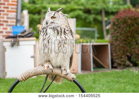 Close up portrait of an eagle owl (Eagle Owl) with beautiful orange eyes and crack statistic delicate appearance. Biggest owl species that exists