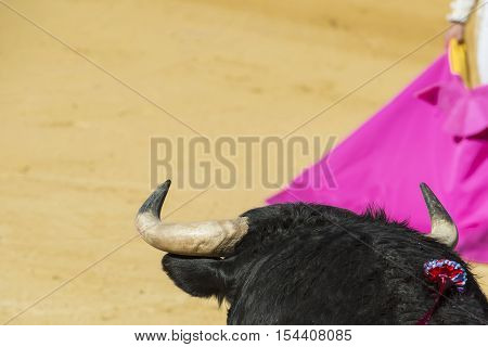 Details Of Animal Abuse In Spanish Bullfights