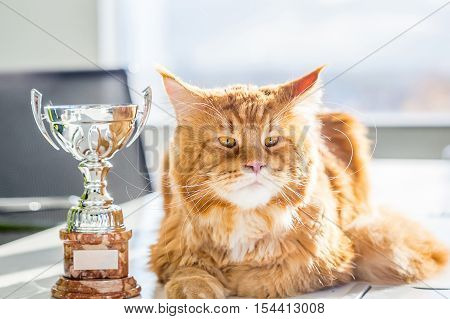 Show Champion Maine Coon Cat with His Trophy