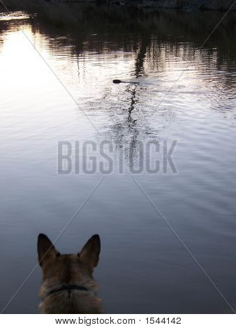 狗看海狸