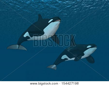 Computer generated 3D illustration with two killer whales