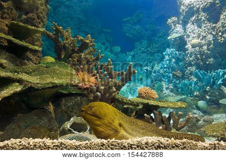 Moray eel lays on a Caribbean coral reef. Moray Eel Looks out.