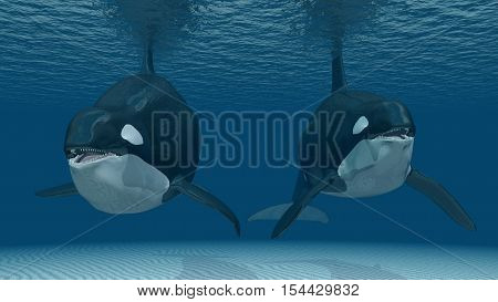 Computer generated 3D illustration with two killer whales