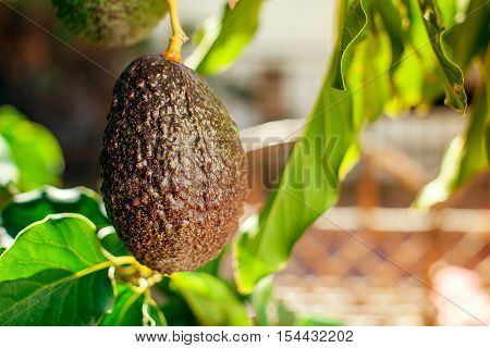 Fruit of avocado on the tree in the sunny garden. Selective socus.