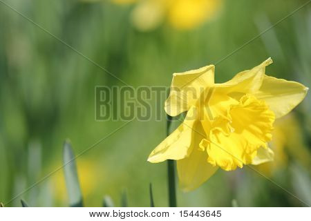 Daffodill