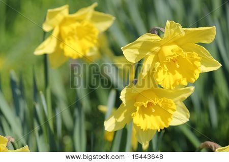 Daffodills