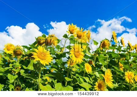 Field Of Blooming Sunflowers On Background Blue Sky And Clouds