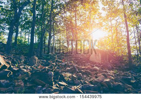 Sunset Scene In The Forest With Vintage Tone