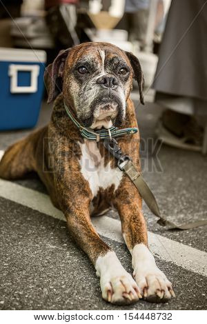 Large brown boxer dog on leash with sad eyes lying down on asphalt and looking straight