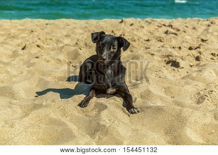Labrador puppy. Single black Labrador puppy relaxing on the sandy beach against the sea.