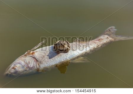 Fish and frog.Frog sits on the fish which surfaced in the river.