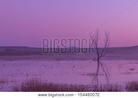 sunrise refection at Bosque del Apache in New Mexico