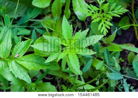 Medical Cannabis Marijuana