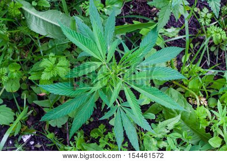 Medical Cannabis Marijuana