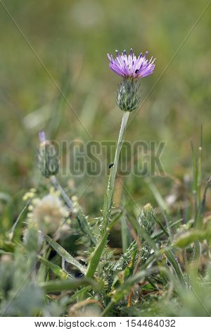 Carduus argentatus - Silver Thistle Thistle with white blotched leaves