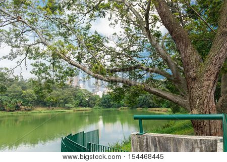 The Lake In The Aclimacao Park In Sao Paulo