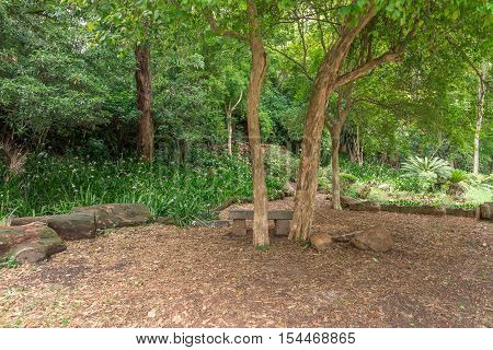 Forest At The Aclimacao Park In Sao Paulo