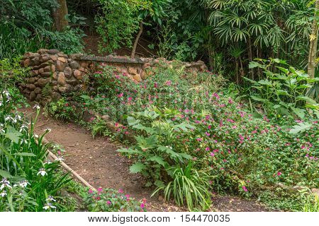 Forest At The Aclimacao Park In Sao Paulo