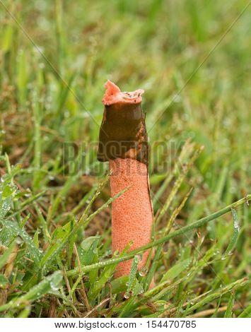 Pink Dog Stinkhorn mushroom, Mutinus, with brown slime attracting flies, growing in grass